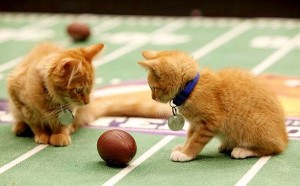 KITTEN-BOWL