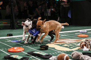 APphoto_Puppy Bowl X