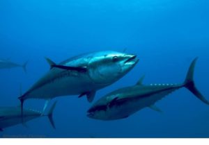 13698118_1774964322716795_3065924994502420957_o