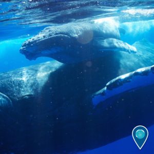 14859938_10154110044441656_7920316082421333394_o