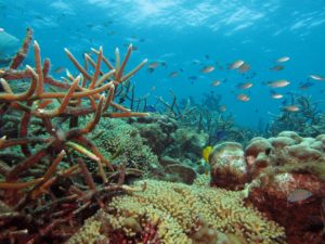 14188440_10154094433173401_6685160706771893717_o