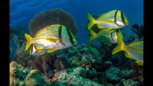 14902960_10154265196973401_1790847989047070805_o